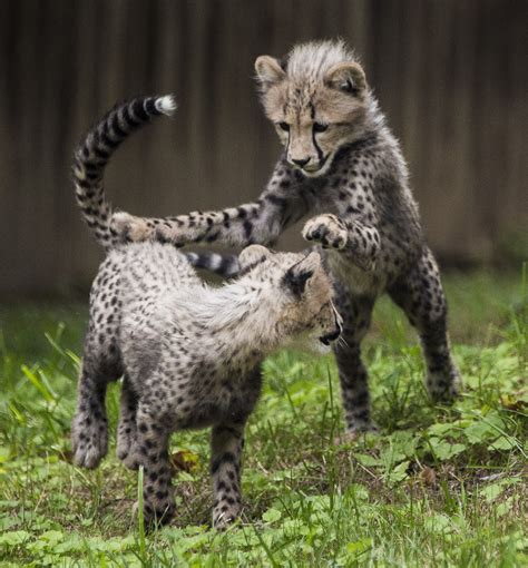 Todays Distraction A Moment Of Cute With Cheetah Cubs The Two Way Npr
