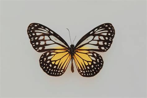 What Is The Butterfly Effect And How Do We Misunderstand It Ps Alerts