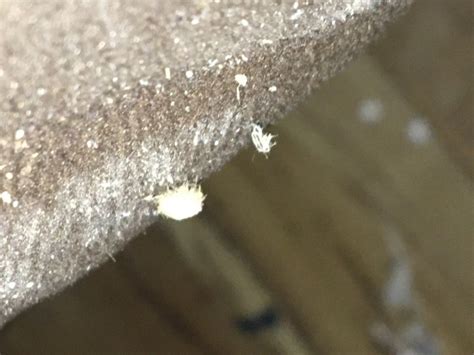 I Have Tiny White Bugs In My Bedroom