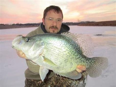 Ice Fisherman Releases Potential Record Crappie Field And Stream