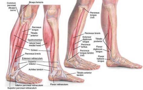 Inflammation in the plantar fascia ligament along the bottom of the foot. Developing Strength & Stability in the Foot, Ankle, and ...