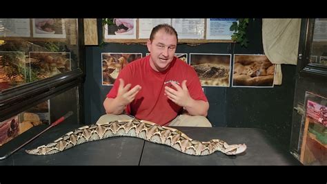 The Beautiful And Amazing Gaboon Viper Deadly Snakes Youtube