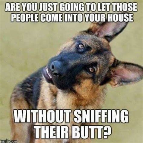17 Funny Memes With German Shepherds Page 4 Of 6 Pettime