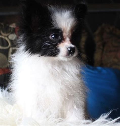 Papillon Puppies For Sale Atlanta Ga 287756 Petzlover