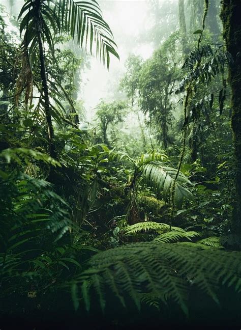 Vertical Photograph Jungle In Monteverde Cloud Forest By Axiom