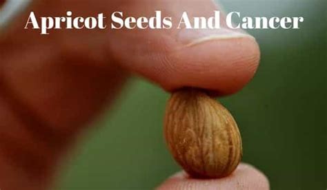 Apricot Seeds And Cancer Protocol An Oasis Of Healing