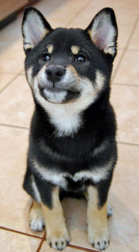 #leashtoken #shibarmy #shibaswap #shiba #shiba_inu_token #leash #bone #woofpaper pic.twitter.com/cemk0hkaac. 40 best Cute Animals with Delicious Bacon images on ...