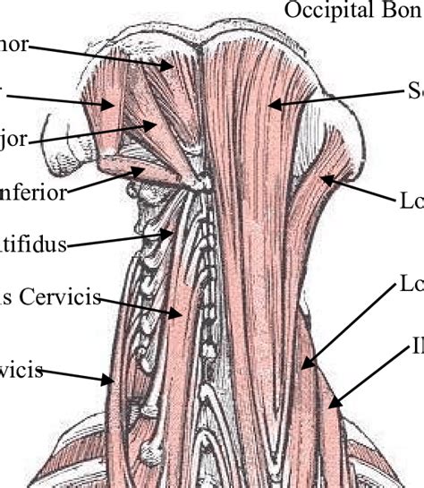 Posterior View Of The Deep Neck And Back Muscles Download Scientific