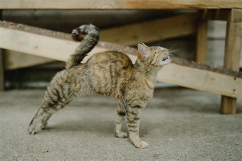 Why Is My Cat Walking With An Arched Back