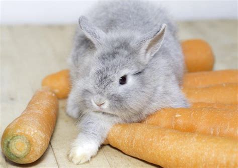 Cute Baby Rabbits 27 Pics That Will Melt Your Heart