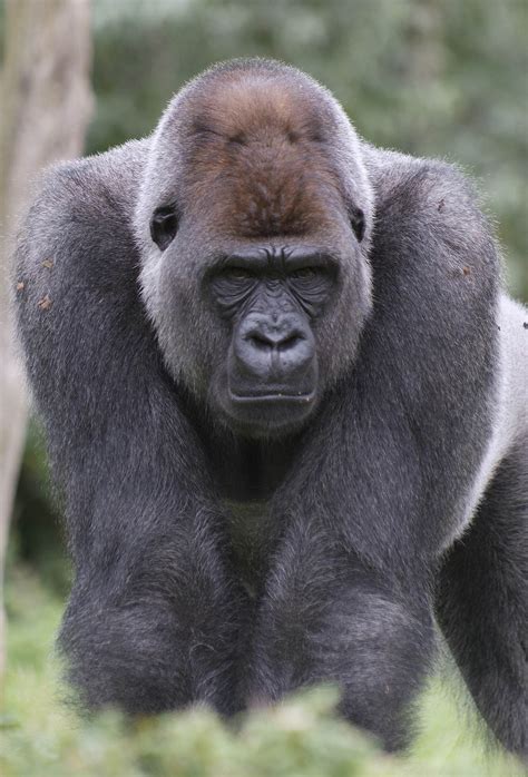 Robert de jonge, ooggetuige van de ontsnapping van gorilla bokito, vertelt zijn verhaal tegenover robert jensen. Bokito - Google Zoeken | Afbeeldingen