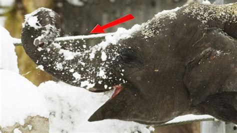 Zoo Closes For Snow But Camera Catches The Images Of Elephant Happily