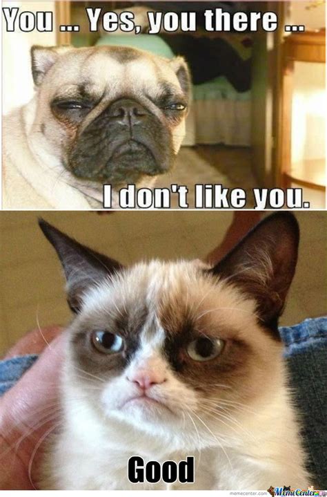 We tried to collect a wonderful collection of funny cat memes pictures that have won great contributions from users, and this package is suitable for all ages. CLEAN GRUMPY CAT MEMES image memes at relatably.com