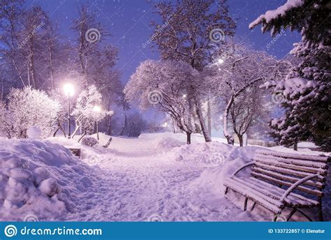 Beautiful Winter Night Landscape Of Snow Covered Bench Among Snowy Trees And Shining Lights