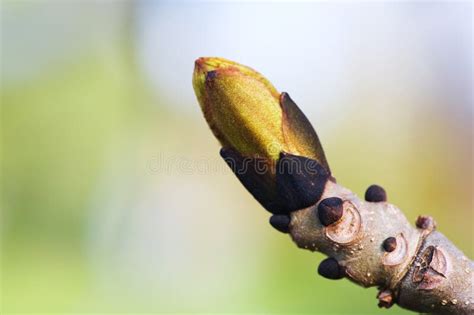 Ash Tree Buds In Spring Stock Photo Image Of Spring 177608446