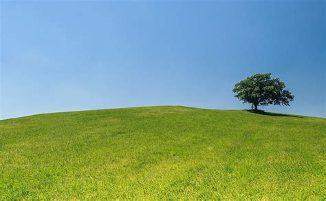 자연 풍경 블루 여름 그린 잔디 트리 힐 필드 트리 외로운 야외 평화로운 초원 푸른 하늘 환경