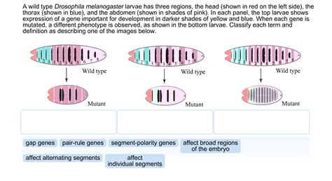 They found mutants with faster and slower rhythms as well as. Solved: A Wild Type Drosophila Melanogaster Larvae Has Thr ...