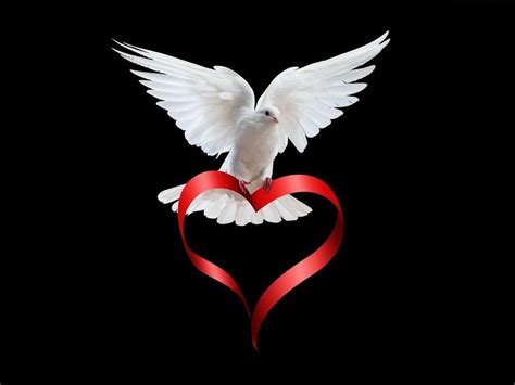 A black ribbon is a symbol of remembrance or mourning. Dove with red ribbon | Peace and love, Jesus, Love heart