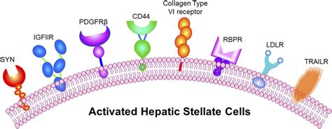 Targeted Drug Delivery To Hepatic Stellate Cells For The Treatment Of