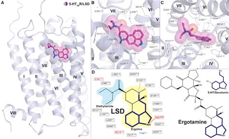 Crystal Structure Of An Lsd Bound Human Serotonin Receptor Cell