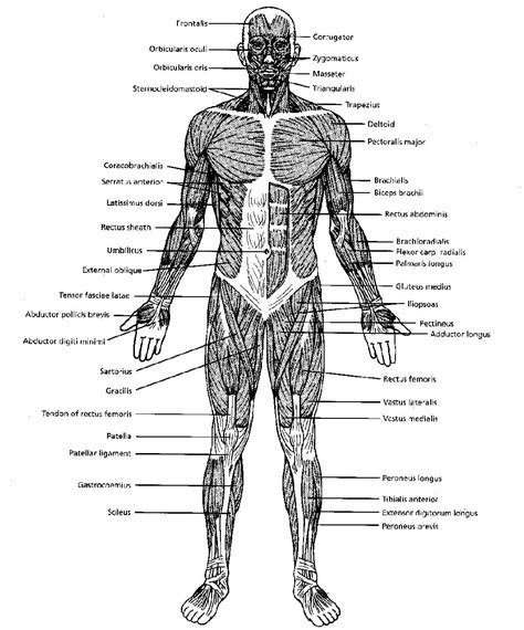 Detailed illustration of human muscles. Your Trainer Ashok: Muscle anatony