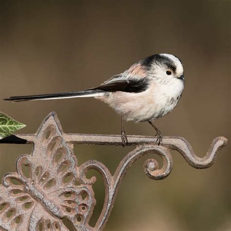 All About The Long Tailed Tit Gardenbird