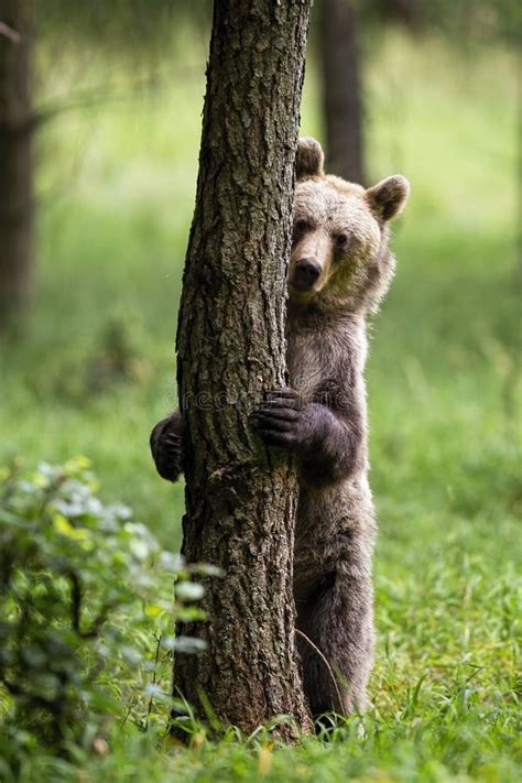 Shy Brown Bear Hiding Behind A Tree In Summer Forest With Green Grass