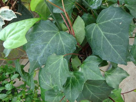 Canarian Ivy Hedera Canariensis