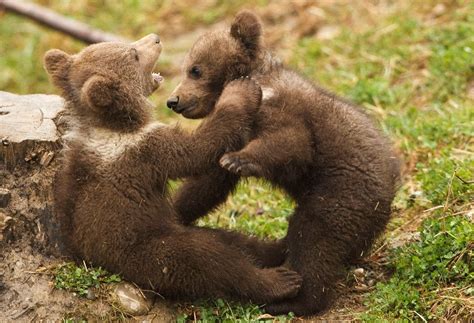 Twin Four Month Old Brown Bear Cubs Play In A Public Bear Park In Bern Switzerland Aww