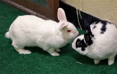 Speed Dating For Rabbits The New York Times