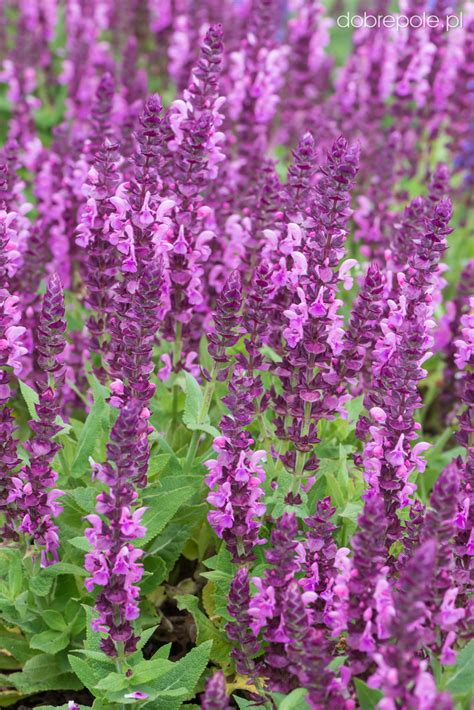 Szkółka Bylin Dobrepole Salvia Nemorosa Sensation Compact Bright