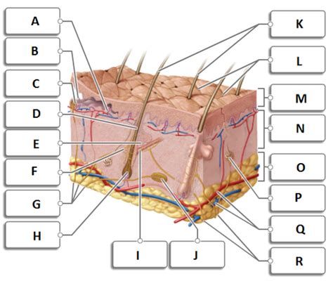 Integumentary System Flashcards Quizlet