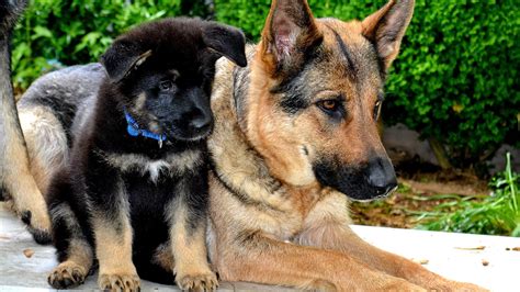 Lancaster puppies advertises puppies for sale in pa, as well as ohio, indiana, new york and other states. German Shepherd Puppies For Sale Nj - German Choices