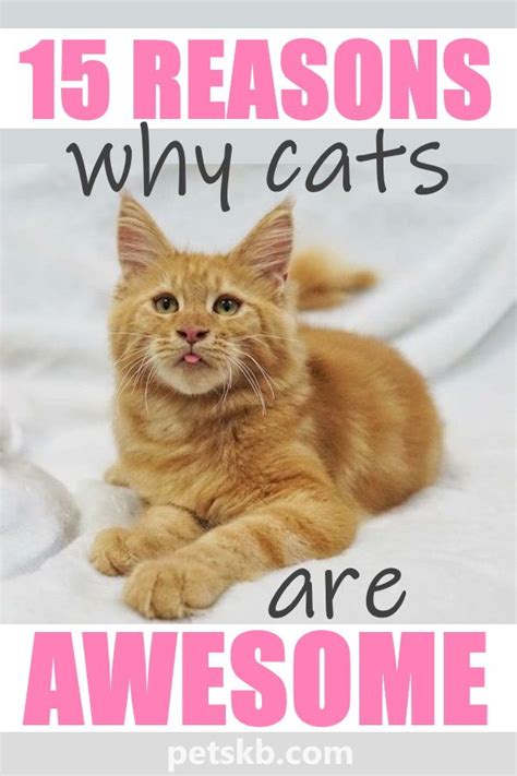15 Reasons Why Cats Are Awesome Cats Cats And Kittens Cat Care