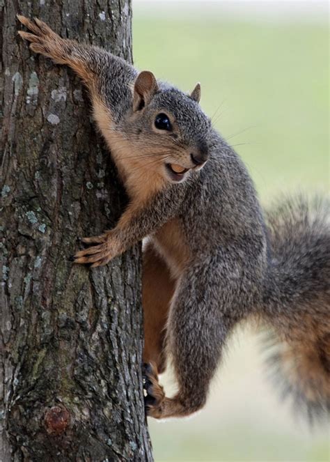 Funny Greedy Squirrels with Nuts - AmO Images