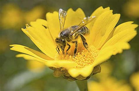 The time of year when you're most likely to find and attract a swarm of honey bees. 미주 중앙일보 - The Biggest Nationwide Korean-American Newspaper