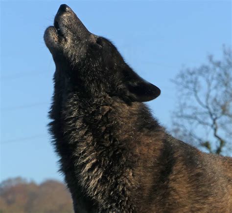 Black Wolf Dog