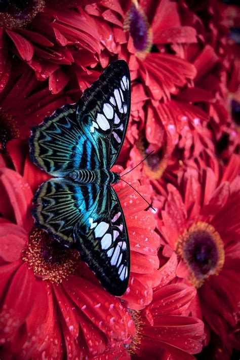 Amazing Butterfly Especies De Mariposas Mariposas De Colores Fotos