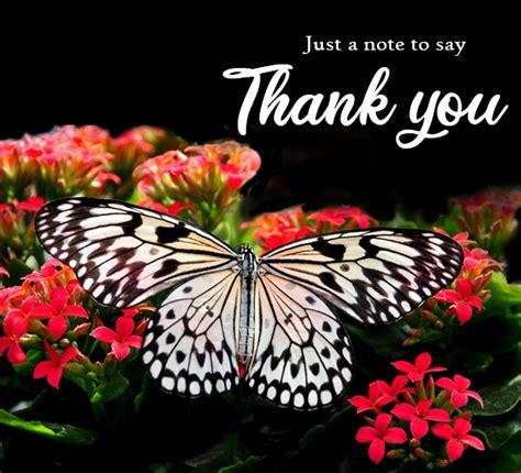 Our collection of flower images keeps blooming every day. Cute Butterfly Thanks Flower Bunch. Free For Everyone ...