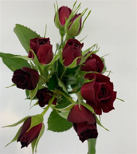 Discover A Range Of Spray Roses Blooming Hill Flowers