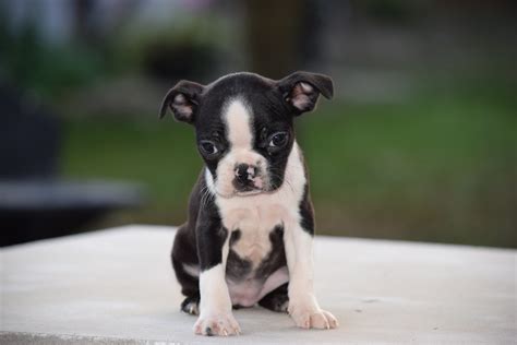 How Do I Choose A Boston Terrier Puppy