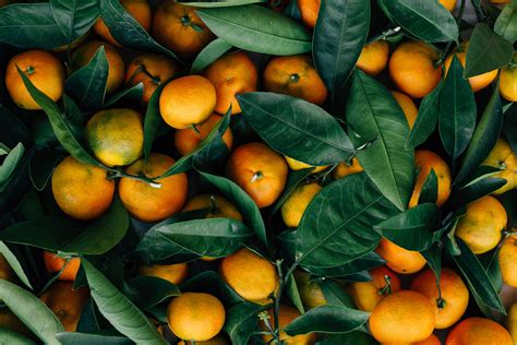 Brunch Of Oranges Mandarins Fruits Citrus Hd Wallpaper Wallpaper Flare