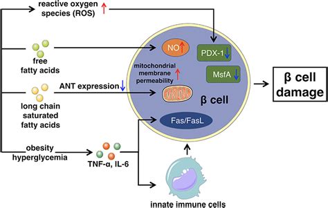 Frontiers Diabetes And Sarcopenic Obesity Pathogenesis Diagnosis