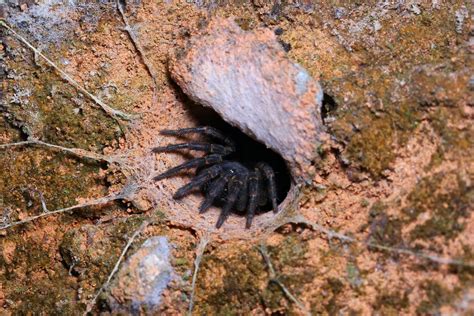 Here Are 5 New Species Of Australian Trapdoor Spider It Took