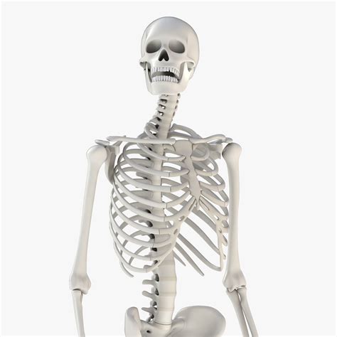 Human Skeleton Model 3d Realtime Cgtrader