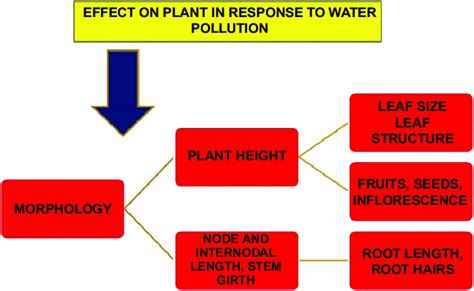 Effect Of Water Pollution On Plants Ground Level Pollutants Like