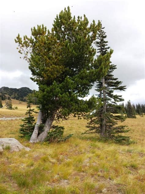 6 Great Types Of Pine Trees In Oregon Progardentips