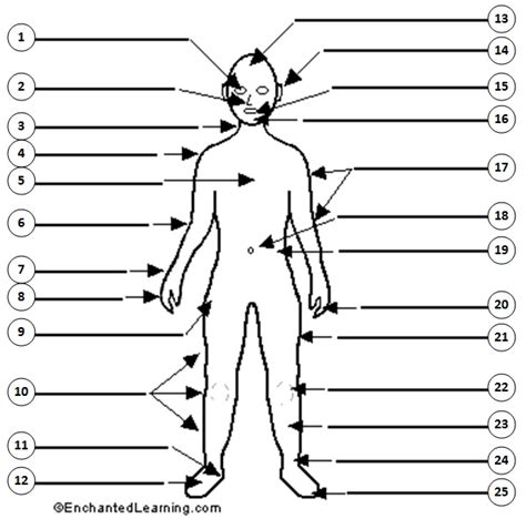 Human anatomy chart official site. English Exercises: Body Parts - labelling activity