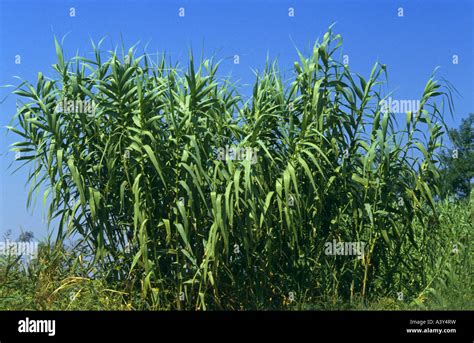 Giant Reed Arundo Donax Largest Grass Species Of Europe France