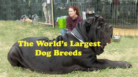 Top 10 Biggest Dog Breeds Top Ten Biggest Dog Breeds Top 10 Biggest